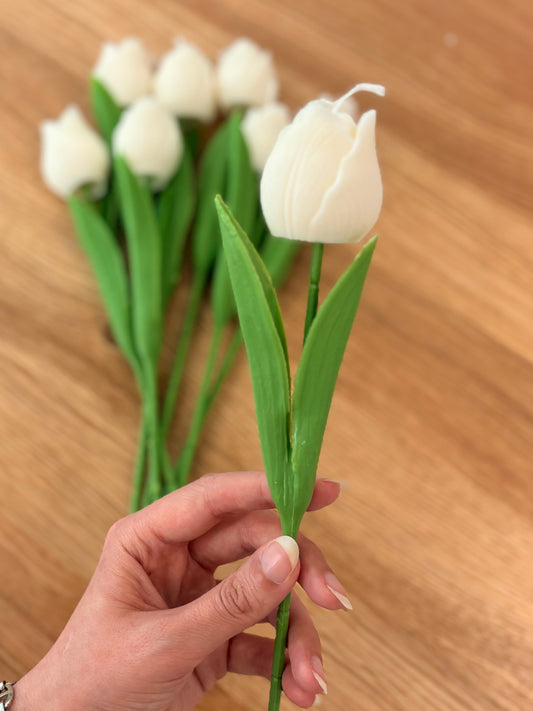 Tulip single flowers giveaways
